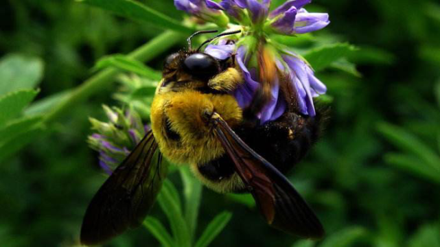 3黑大蜜蜂 黑大蜜蜂是人类目前所知道的体积最大的一种蜜蜂,常常因为