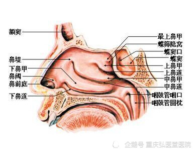 重庆弘医堂医院讲解:鼻中隔偏曲手术费用要多少