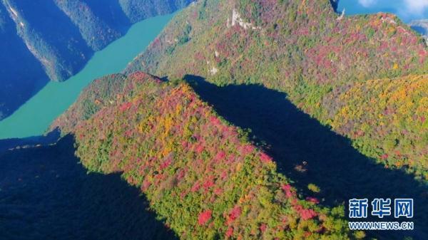 湖北巴东县巫峡口景区漫山红叶与云海相遇,宛若仙境.