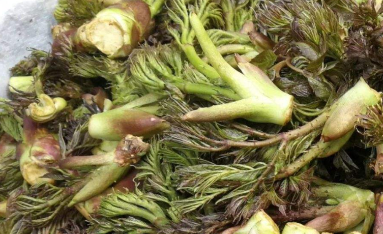 长着尖刺的一种美味野菜,名字叫刺老芽,你吃过吗?