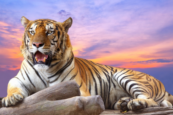 梦境中的猛虎，探索频繁梦见老虎的深层含义