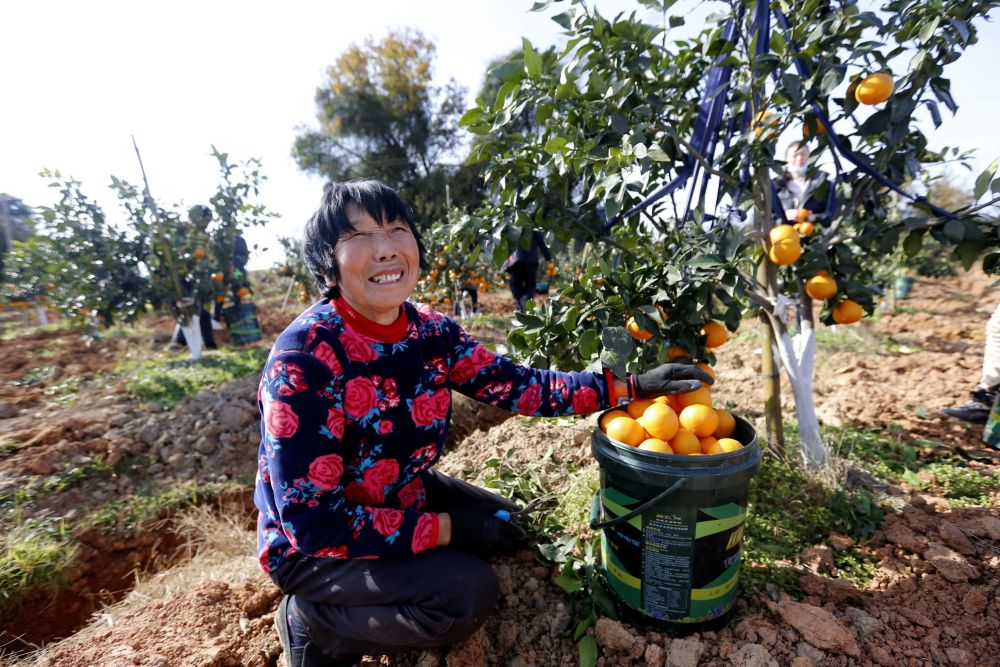 水果成果效果剑阁县东宝镇小水果产业赋能乡村振兴