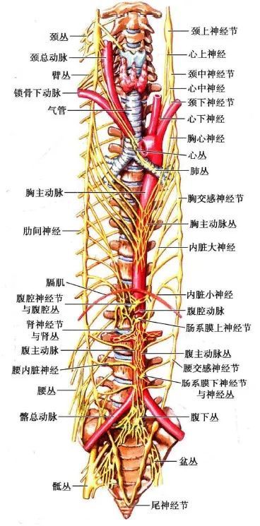 交感神经解剖简介