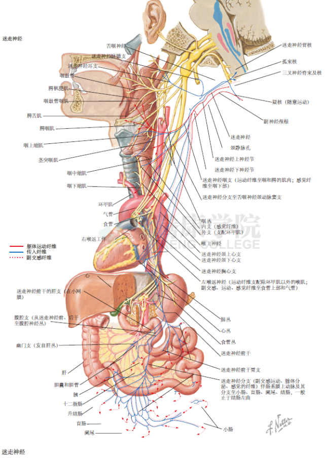 神经解剖学|迷走神经