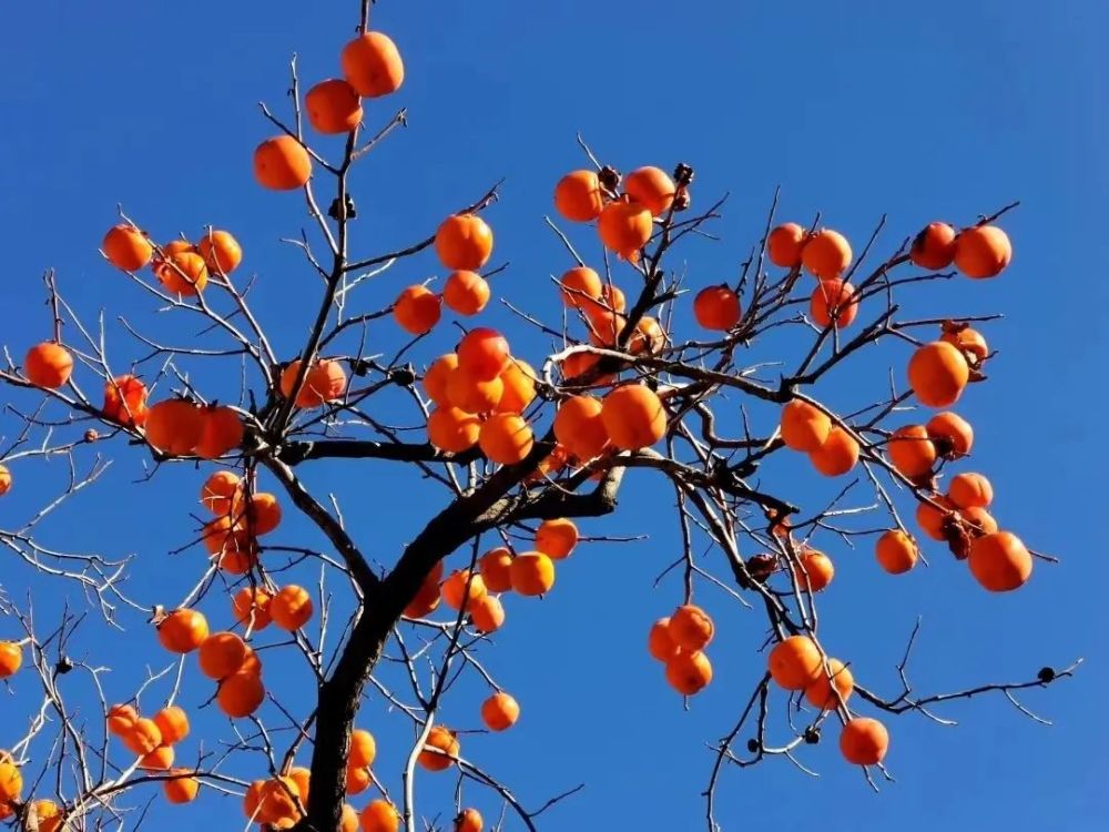【云果】冬天有一种美,叫墨江的柿子熟了!