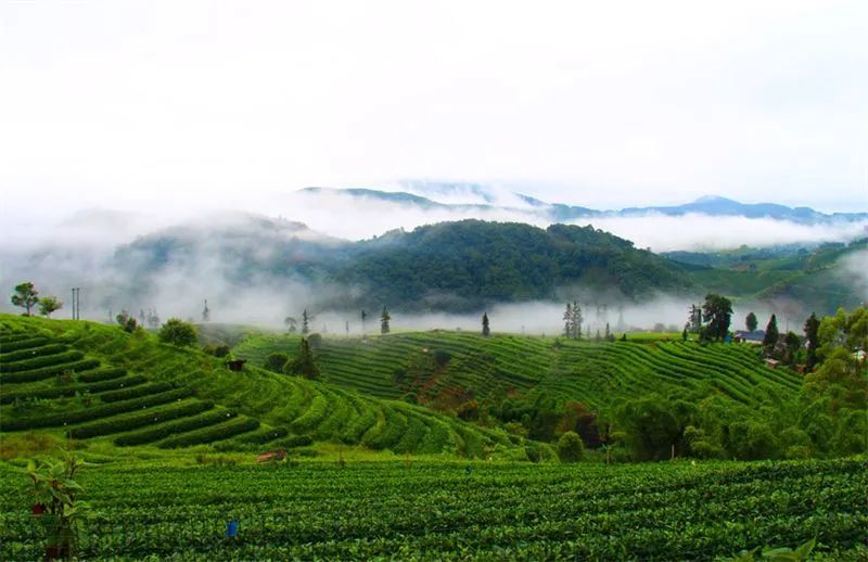 美景暖冬在普洱茶山读云雾