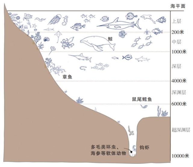 一般情况下,人们根据海沟水层的不同深度,将其生态分为海洋上层(水深