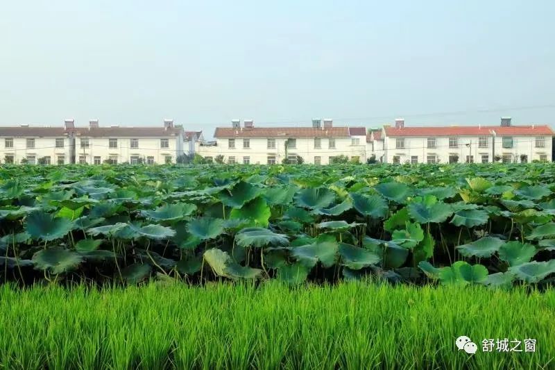 怀远县万福镇刘楼村 6.淮南市毛集实验区焦岗湖镇臧巷村 7.