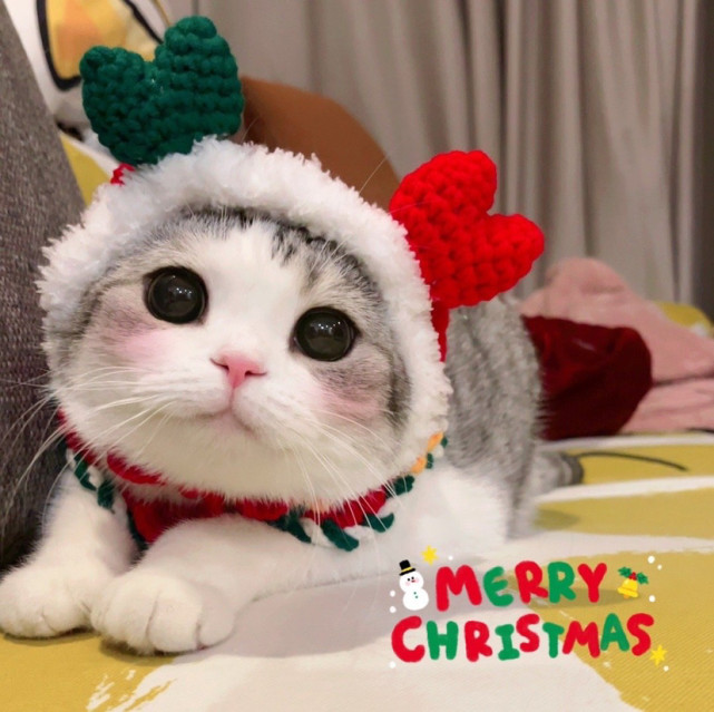 圣诞萌宠可爱小猫咪头像