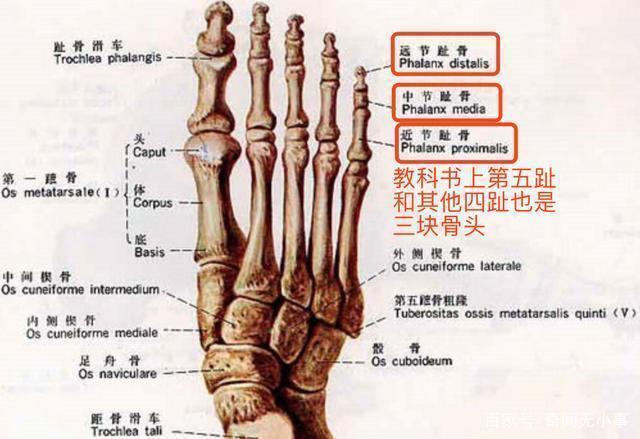 为何中国人第五趾两个趾骨的情况比欧洲人常见?