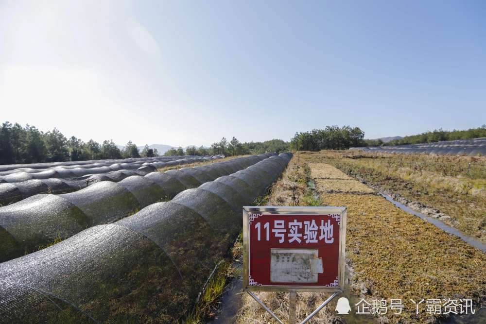 独山紫林山村百亩试验田孕育海花草产业核心科技