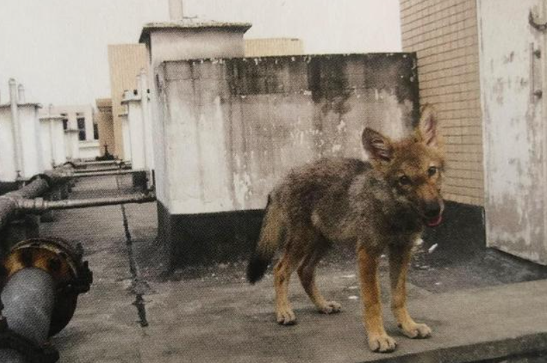 2010年,成都女孩把狼带回家当孩子养,放归10年后再次相认让人感动