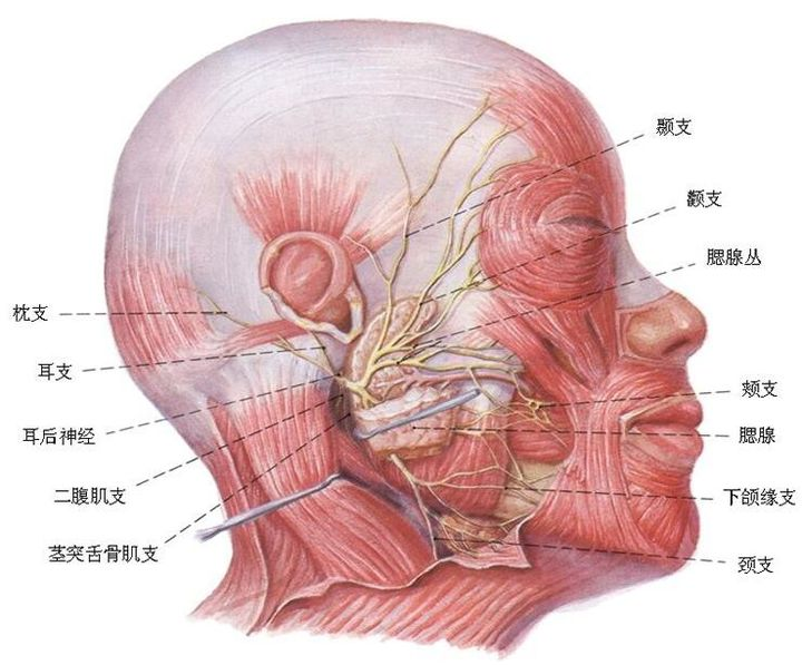 面部血管分布图(图片来自网络)