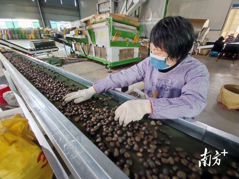 小小油茶果带来绿色大产业梅州出台这个方案为油茶产业加油