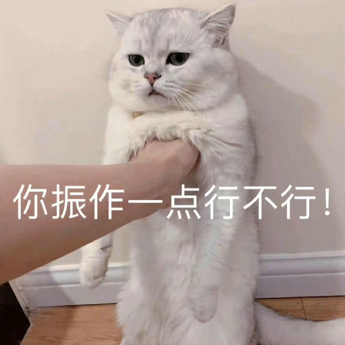 生活不易,猫猫叹气|表情包