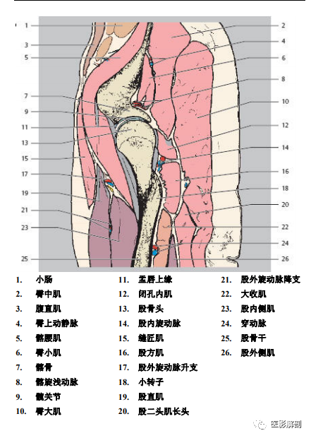 状1 拇长屈肌,2 胫骨后肌,3 腓动脉(交通支),4 胫后动脉(交通支)