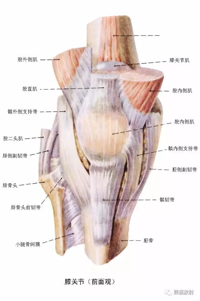 矢状mri解剖各类示意图(便于理解)关于膝关节滑膜囊关于膝关节骨病踝