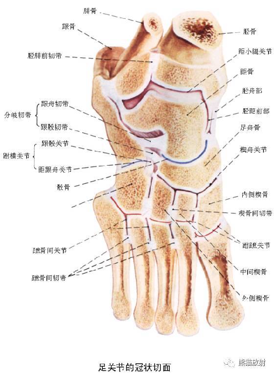 4 胫后动脉(交通支),5 腓动脉,6 胫骨,7 胫骨,8 距小腿关节(踝关节)