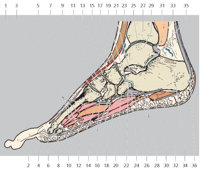 4 第2跖骨(头),5 跗跖关节,6 趾长屈肌(肌腱),7 中间楔骨,8 拇收肌(横