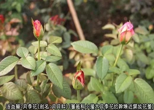 音拼音:yuè jì huā别名:四季花,月月红,胜春,斗雪红,月贵花,月记