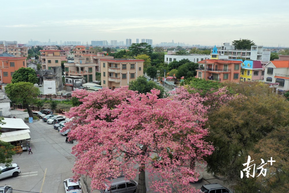 图集|在南沙,感受暖阳之下,繁花似雪