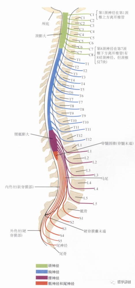 奈特解剖图谱脊髓与脊神经