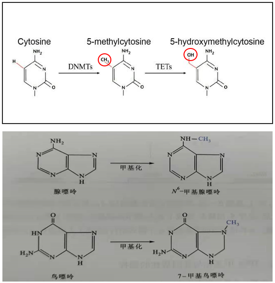 5-羟甲基胞嘧啶(5-hmc:哺乳动物的"第六碱基.