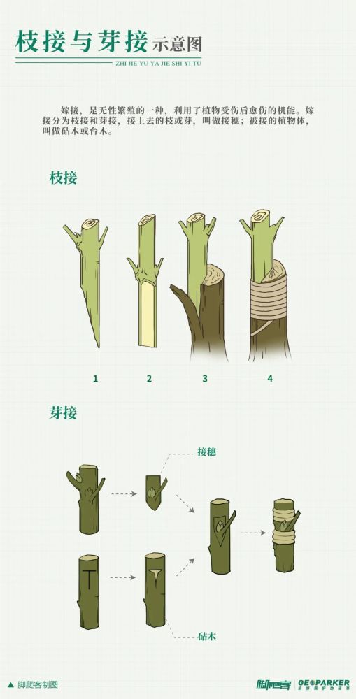 嫁接示意图脚爬客/制图有性繁殖耗时长,从处理果实到种子萌芽长出第一