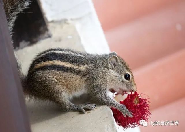 【rlyl物种说】今日-印度棕榈松鼠(indian palm squirrel)