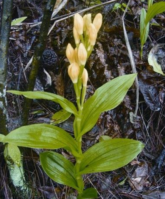 金佛山兰目前被列入《国家重点保护野生植物名录(第二批)》(讨论稿)