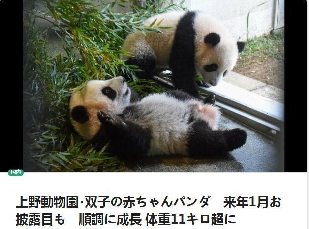 萌萌萌日本双胞胎大熊猫宝宝将亮相利好经济图