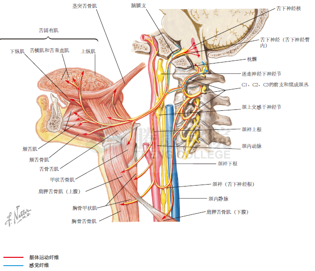 神经解剖学|舌下神经