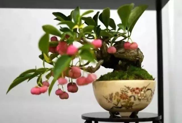 盆景界难得的粉红色真弓(卫矛)