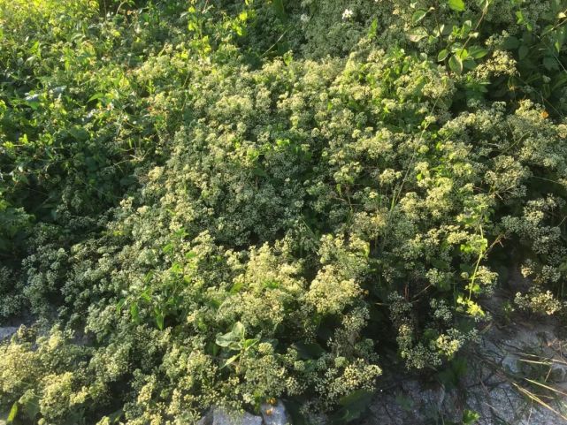 此外,薇甘菊还会释放化学物质影响土壤环境,从而抑制其他植物的种子