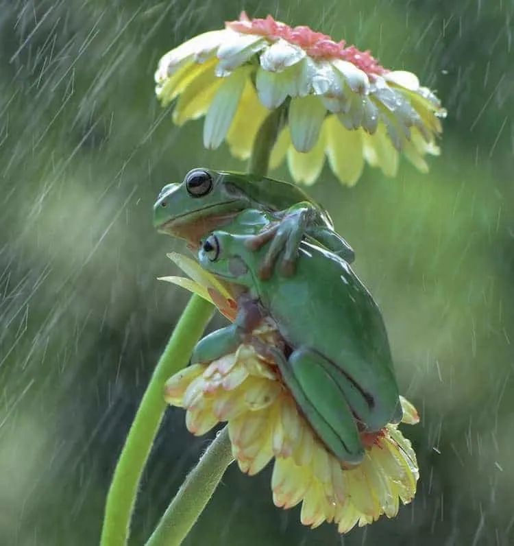 青蛙与植物的互动,就像是它们在雨中撑着一把伞一样