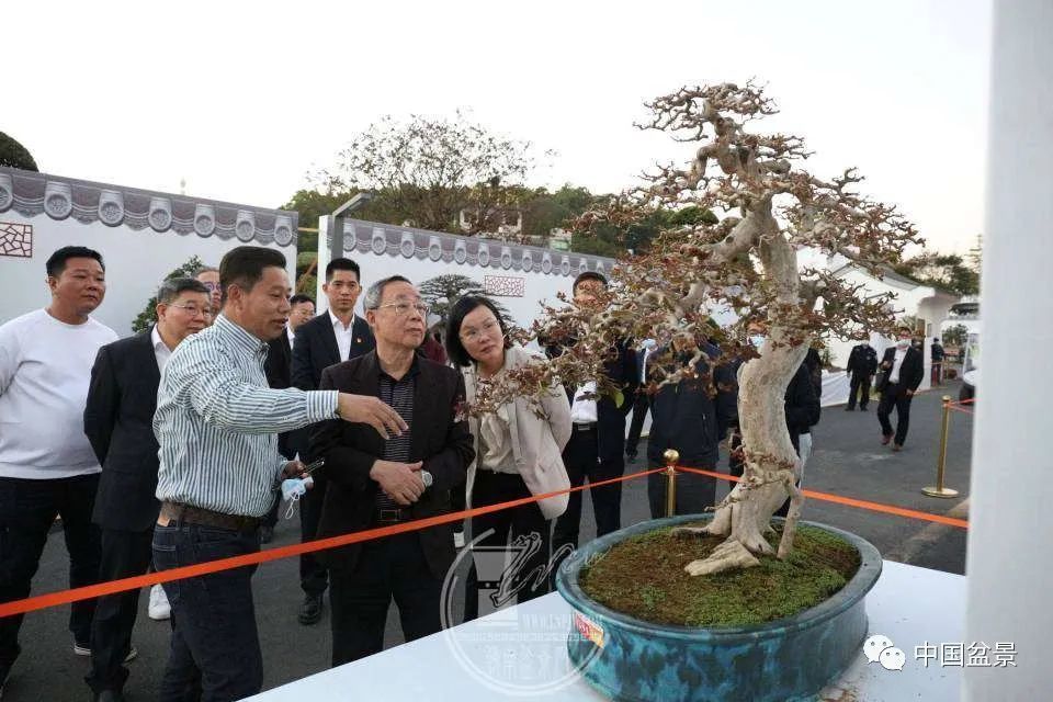 省市区离退休老领导中盆会理事长陈昌接踵参观指导盆景博览会