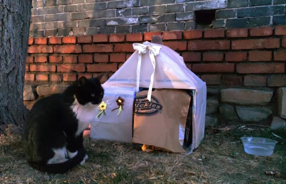 晋师er为猫猫搭的小窝, 好暖心诶! 猫粮细节满满!