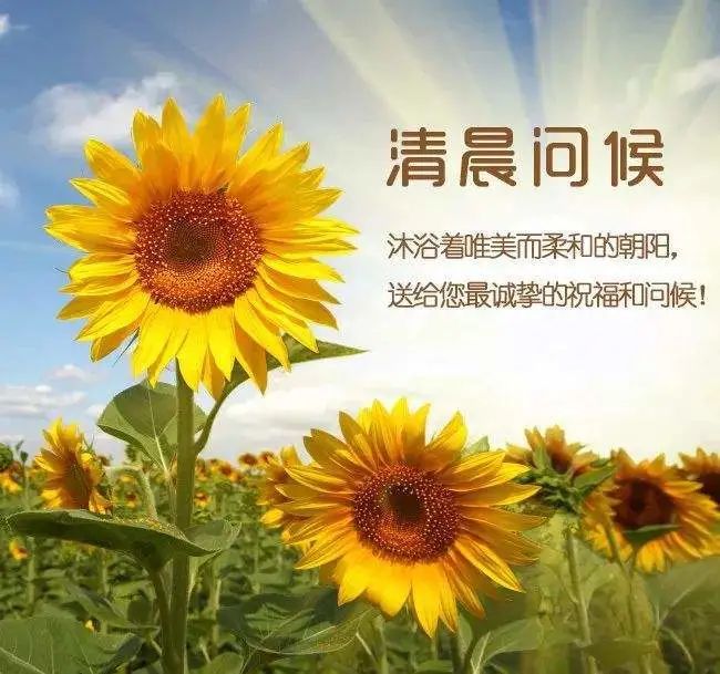 非常漂亮早安问候祝福语图片带字温馨最新版早安经典祝福语表情动态