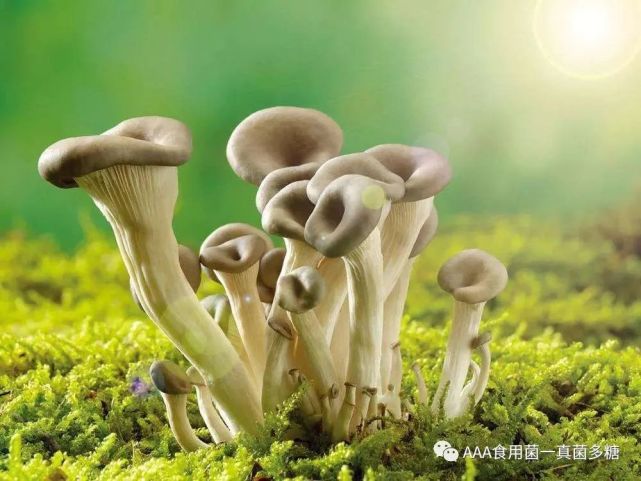 食用菌真菌多糖癌细胞的克星