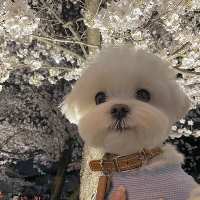 爱汪人士的汪星人头像