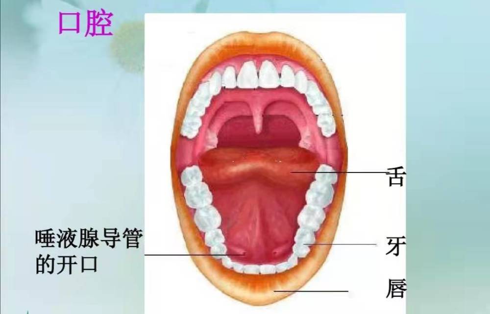 如果离开唾液,人体就无法正常分解和消化食物.