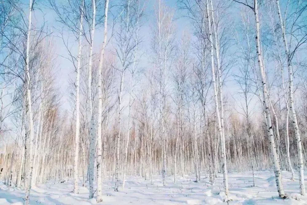 白桦林一片片聚集在一起,身披雪花在冬阳的照耀下相依相融,有一种震撼
