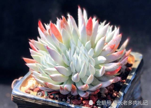 奴婢吉娜是景天科仙女杯属的多肉植物,原产于北美洲,又叫努比吉娜,其