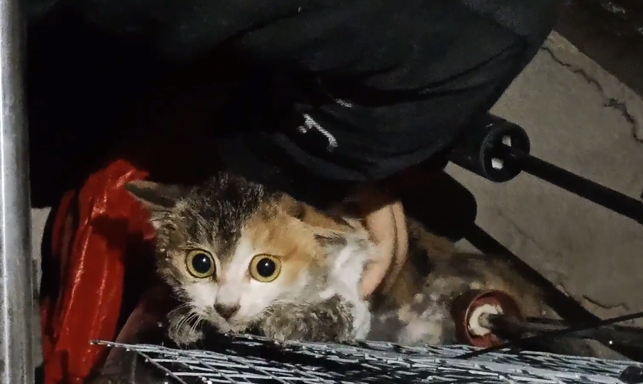 四川:高颜值流浪猫却沾满胶水,受到伤害的猫咪躲在楼道角落里,获救后