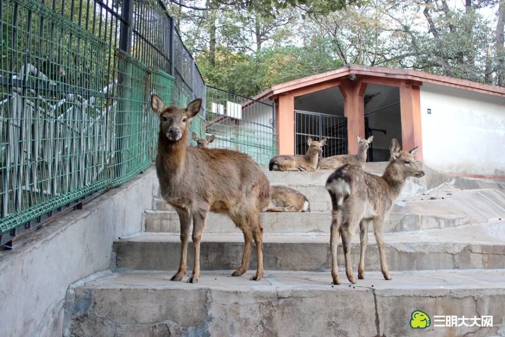 在麒麟山动物园我们拍下这样一幕