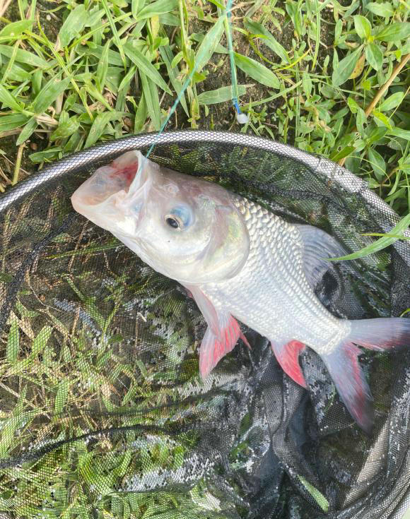 保护动物大头鲤?广州钓友钓起怪鱼,鲢鱼头,鲤鱼鳞,钓友:很鲜