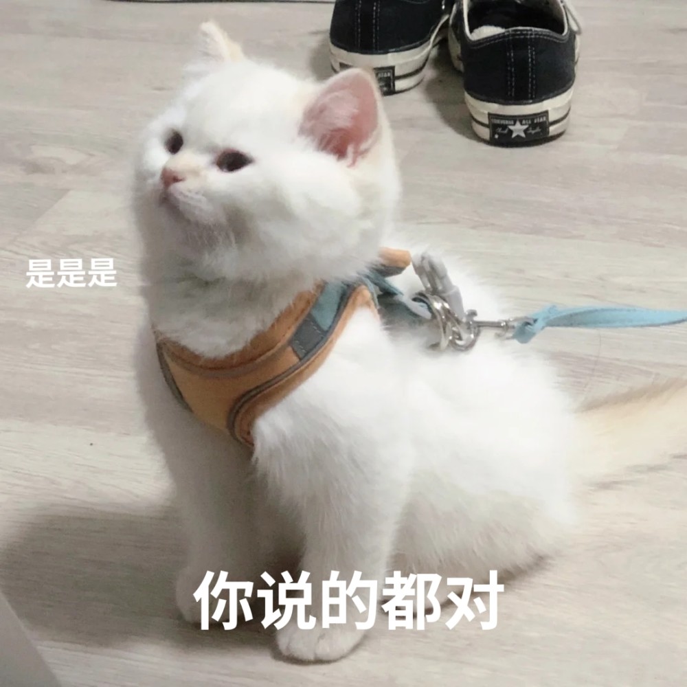 敷衍猫表情包啊对对对