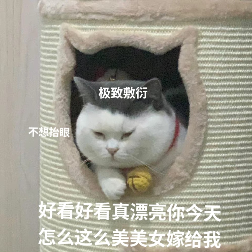 敷衍猫表情包啊对对对