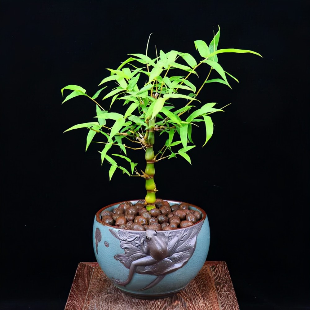总结: 适合制作成盆栽的竹类品种非常的多,像斑竹,墨竹,棕竹等等,而且