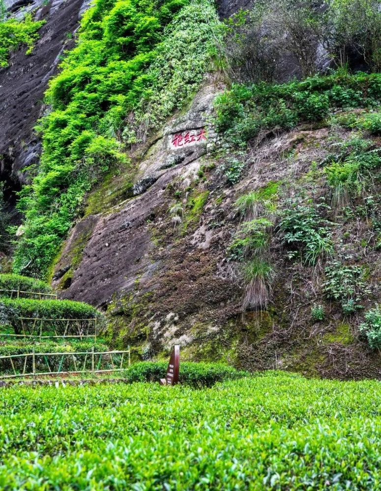 为什么只有武夷山才能出产岩茶